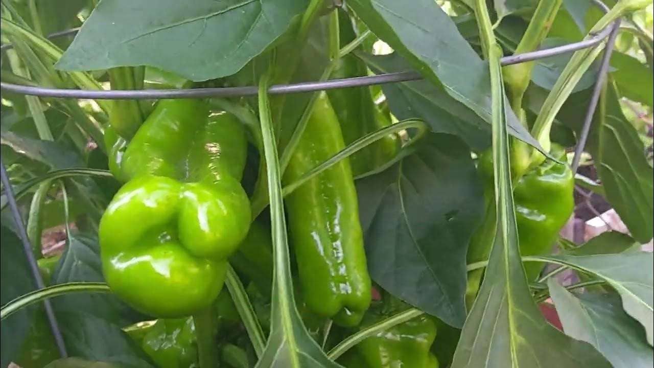 Подкормка перцев золой