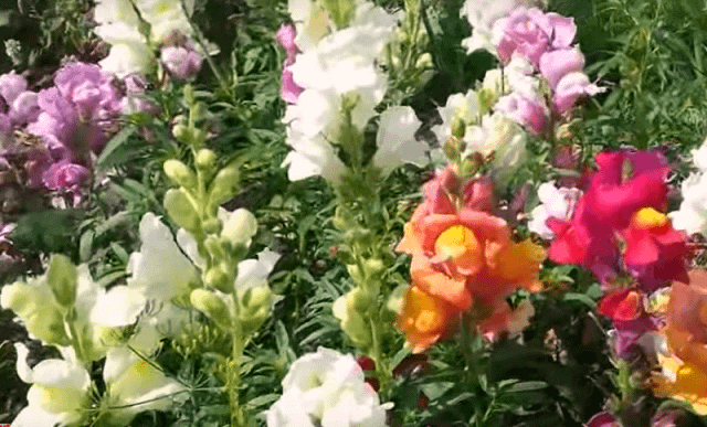 посев семян львиный зев
