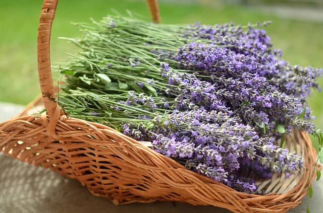 стратификация семян лаванды