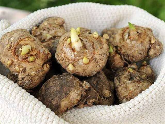 Каллы клубни выкопка на зиму
