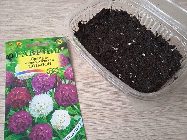 посев примулы семенами